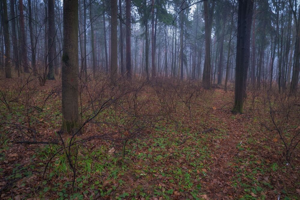 Декабрь в лесу (тест Fujifilm X-A5 Kit)