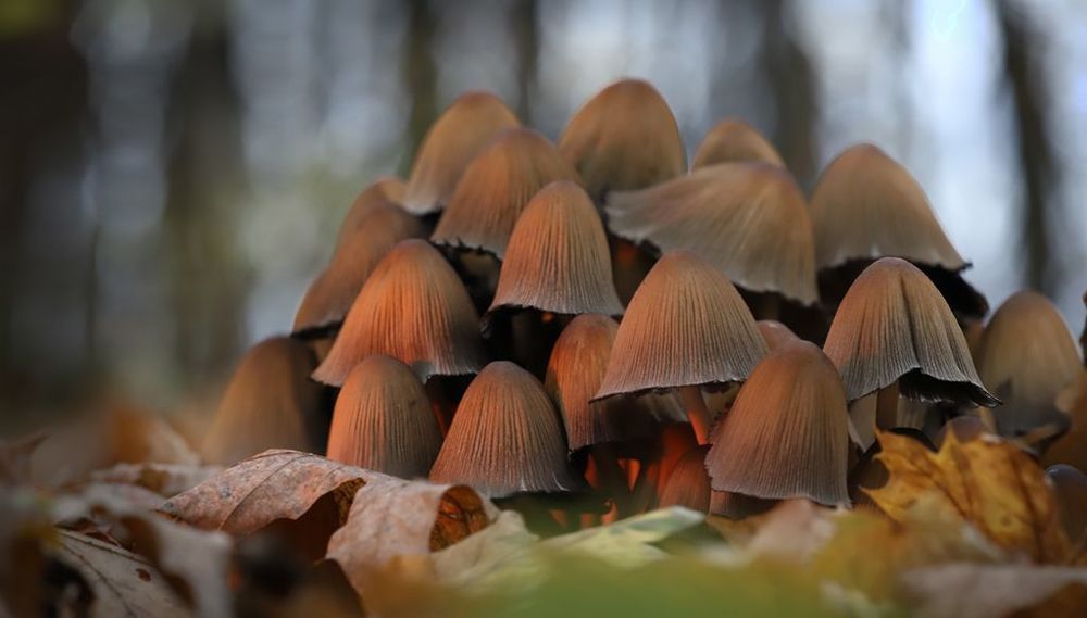 Навозник мерцающий (Coprinus micaceus)