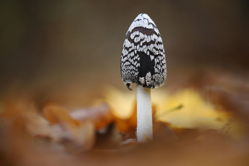 Навозник Дятловый (Coprinopsis picacea)