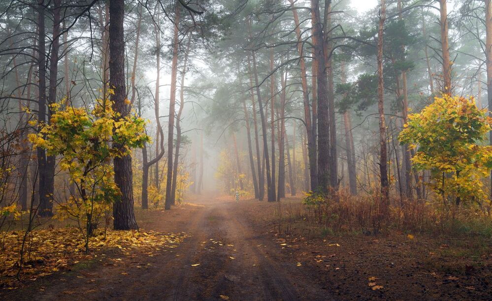 Тихие аллеи уходящей осени