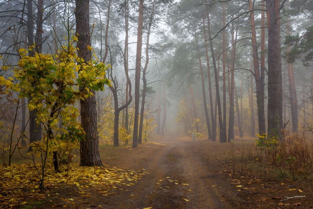 Тихие аллеи уходящей осени