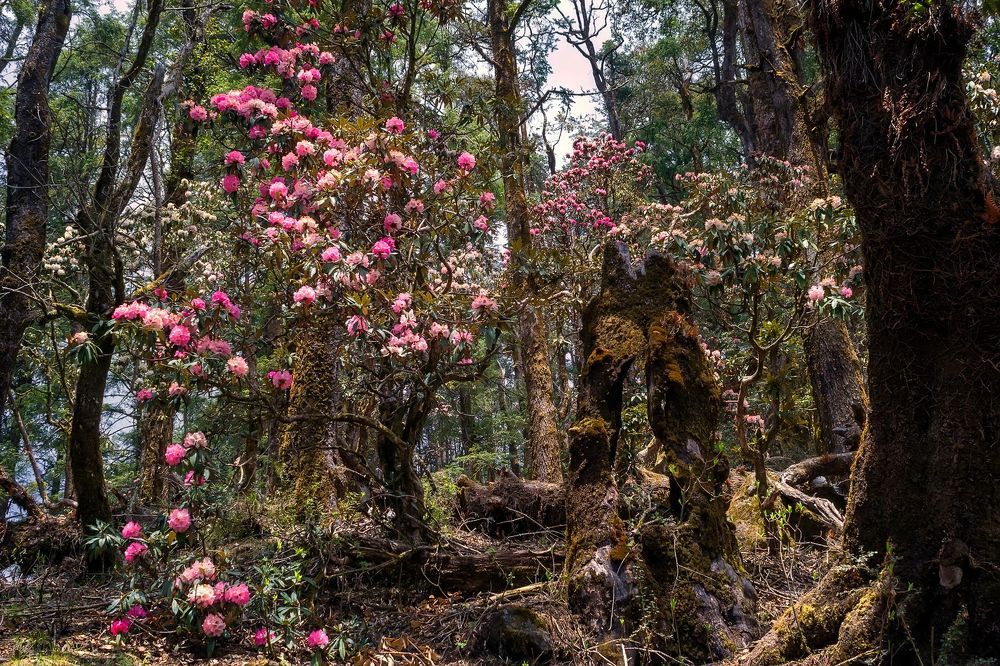 Fairy tale in magic forest. Langtang National Park. Nepal