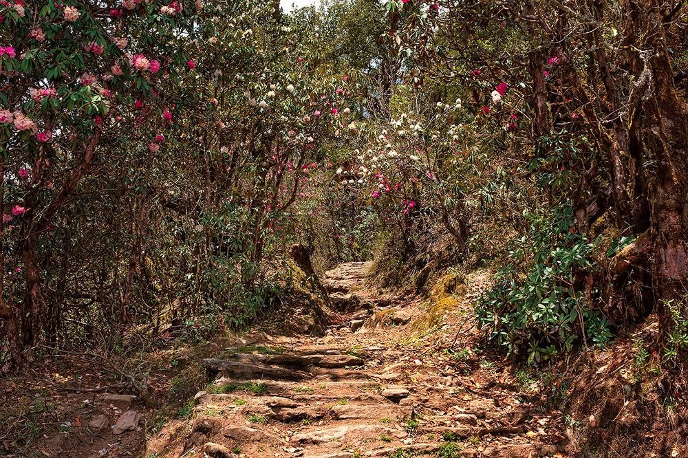 Fairy tale in magic forest. Langtang National Park. Nepal