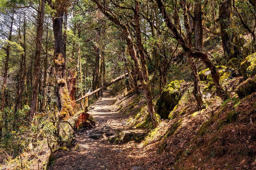 Fairy tale in magic forest. Langtang National Park. Nepal