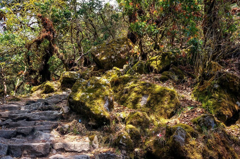 Fairy tale in magic forest. Langtang National Park. Nepal