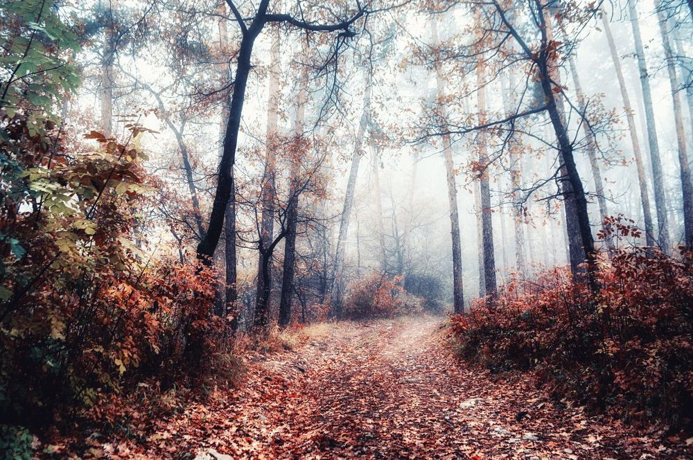Autumn sadness