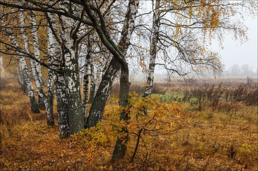 Октябрь в дубово -- берёзовом перелеске