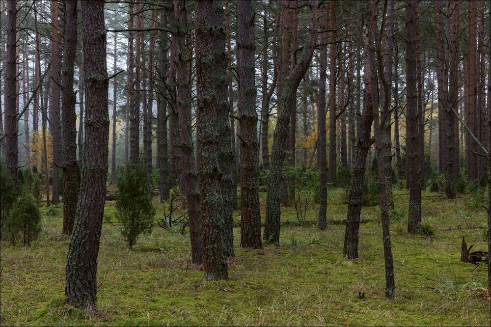 Утро в старом сосновом лесу