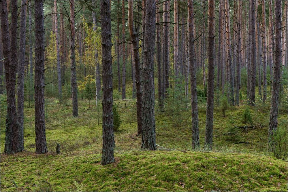 Утро в рассеяном свете