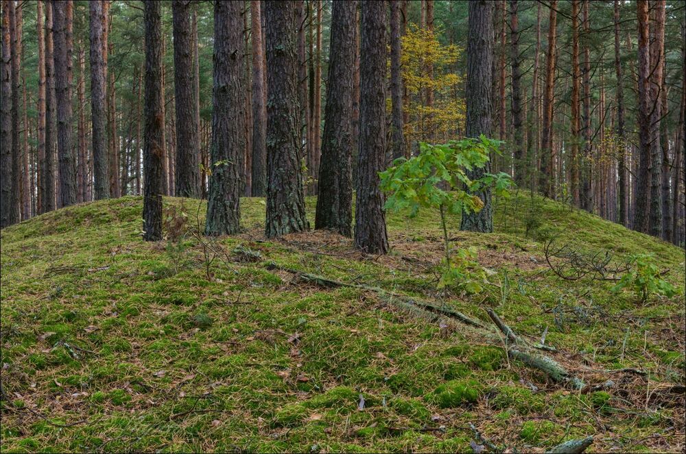 Молодой дубок в сосновом бору