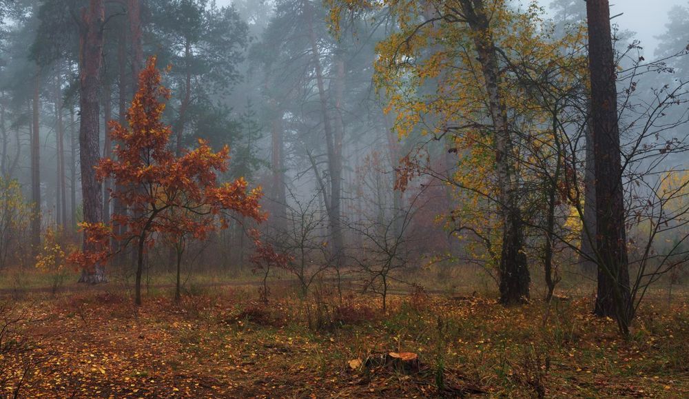 Туманное безмолвие