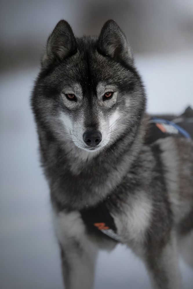 Kuma