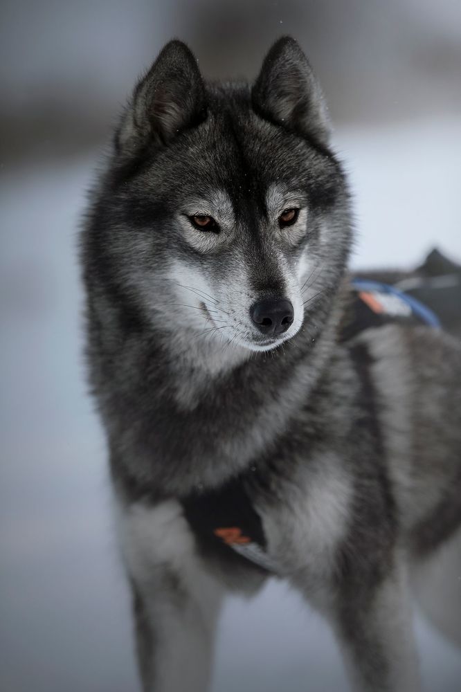 Kuma