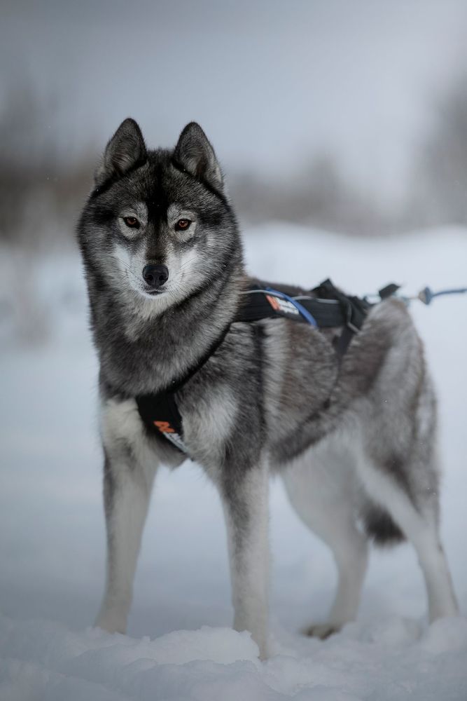 Kuma