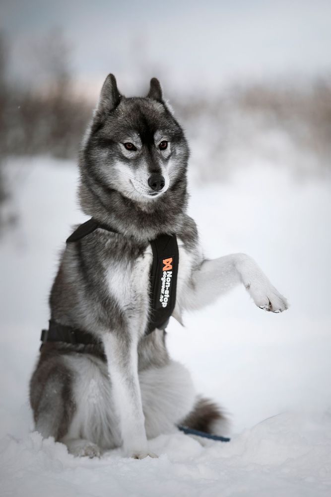 Kuma