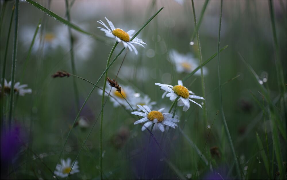 after the rain...