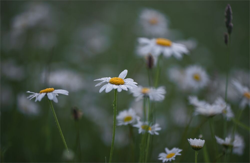 after the rain...