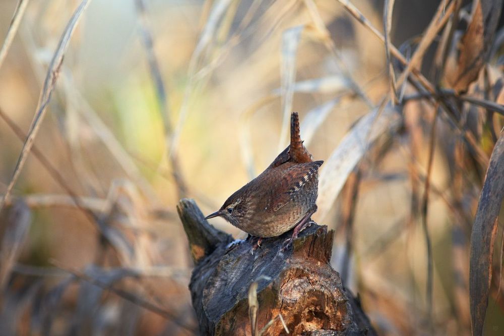 Troglodytes troglodytes