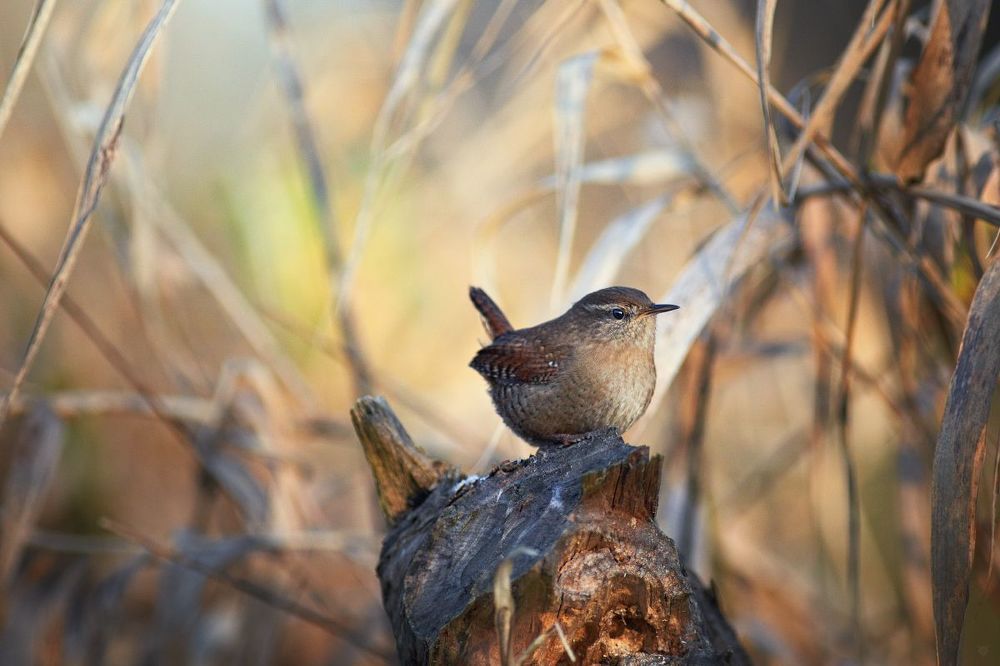 Eurasian wren