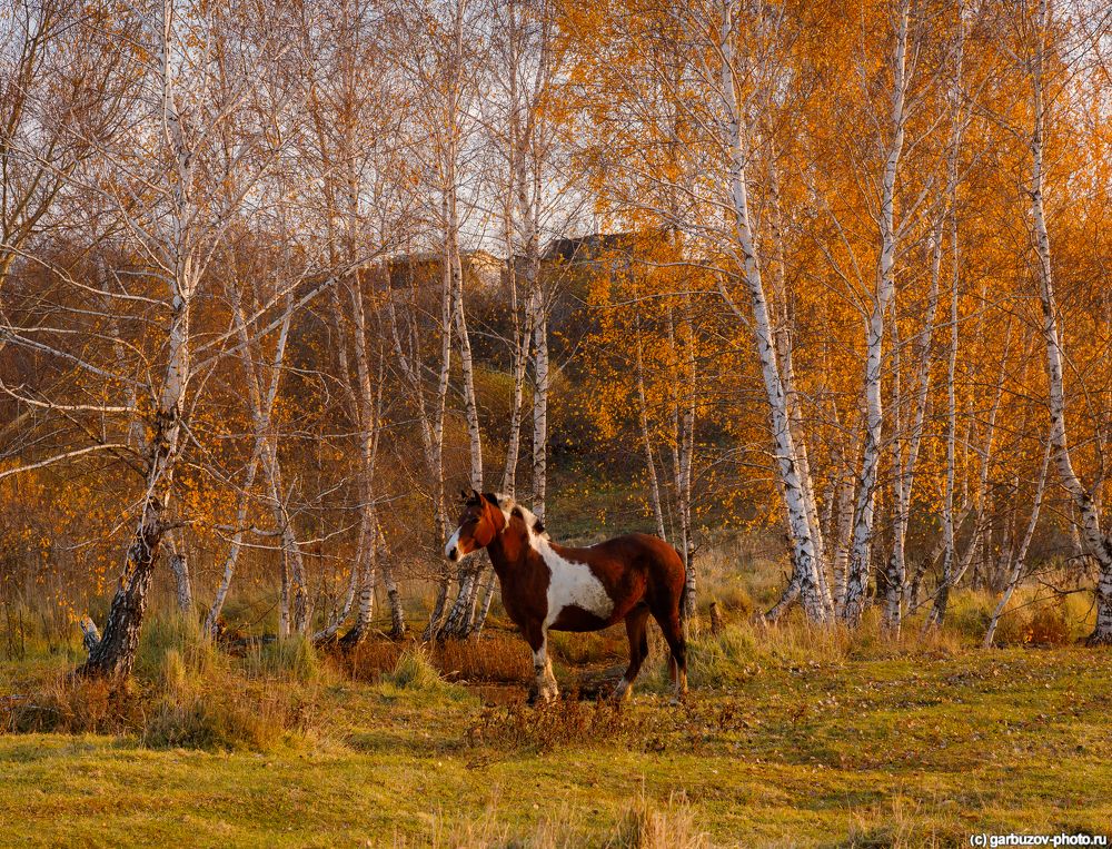 Лошадки цвета осень