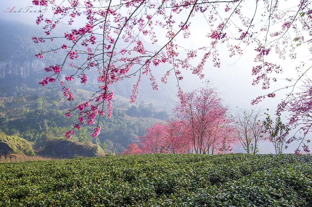 Spring