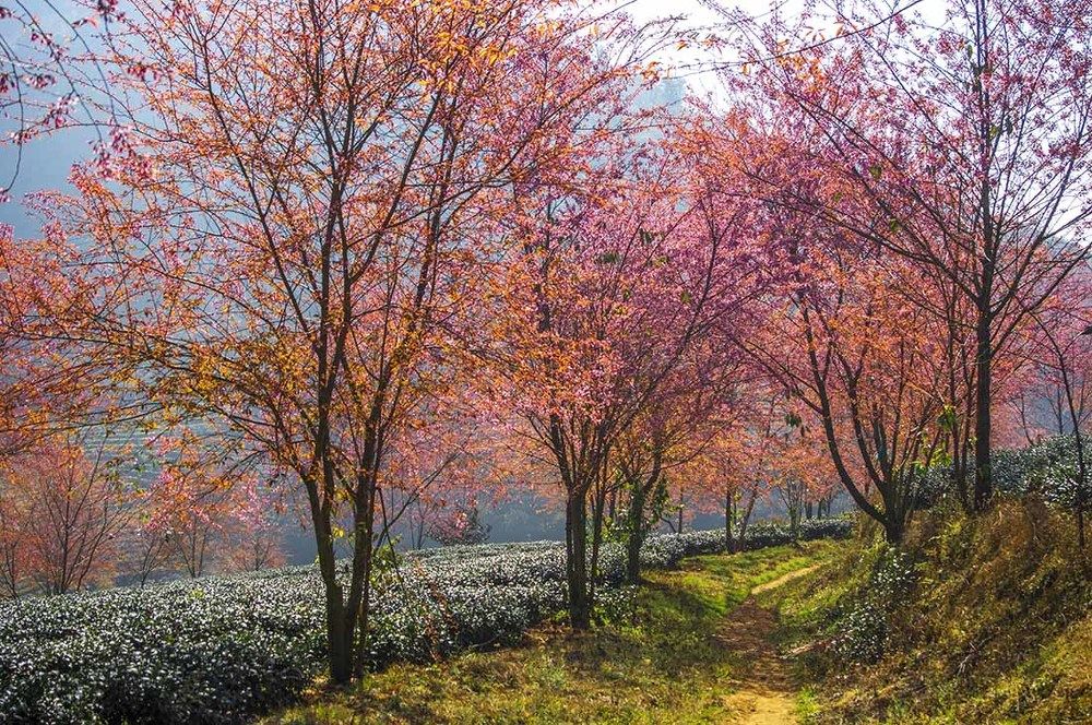 Spring