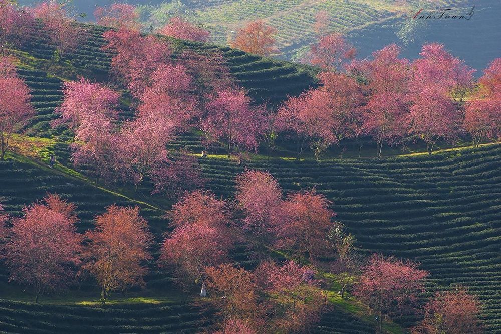 Spring