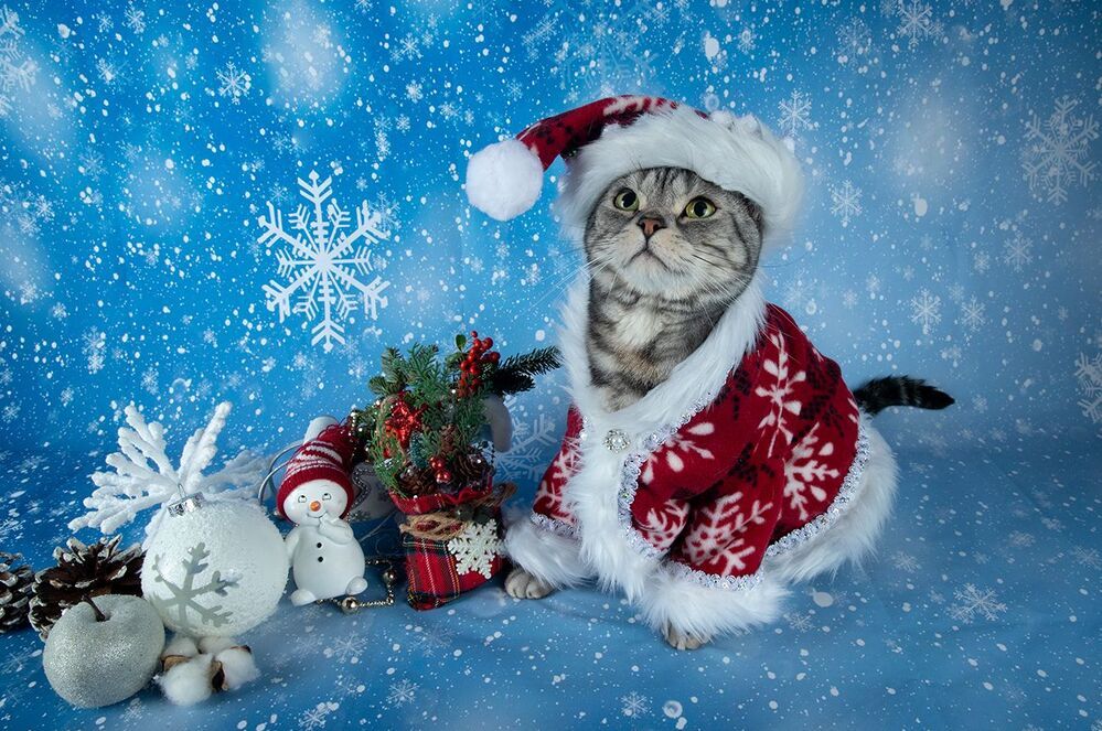 Скоро Новый Год - Наши котики к праздникам!