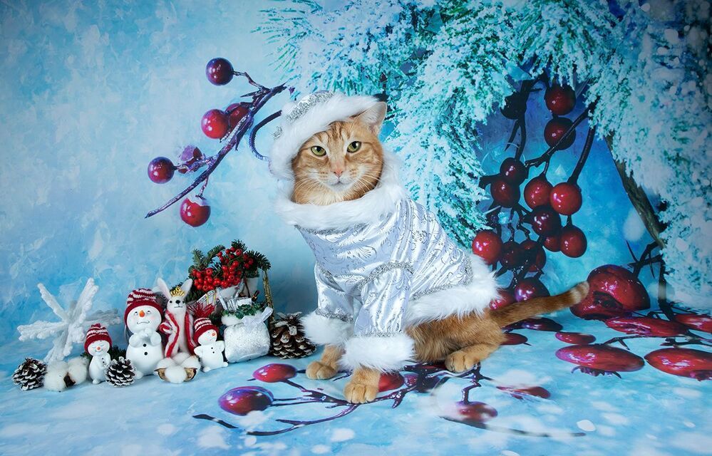 Скоро Новый Год - Наши котики к праздникам!