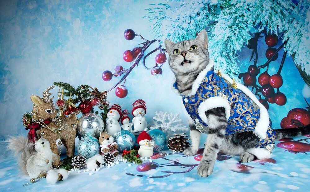 Скоро Новый Год - Наши котики к праздникам!