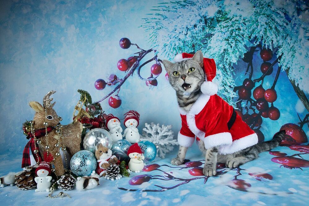 Скоро Новый Год - Наши котики к праздникам!