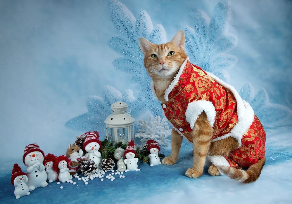 Скоро Новый Год - Наши котики к праздникам!