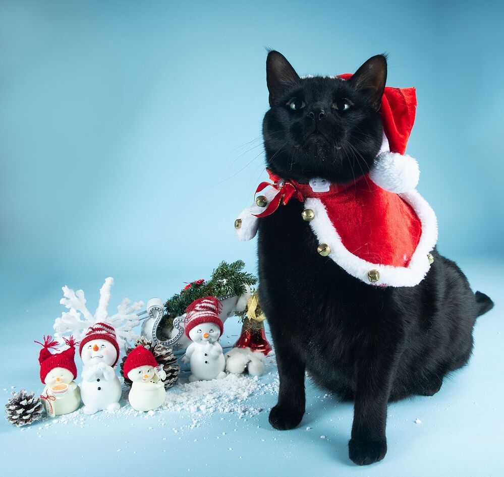 Скоро Новый Год - Наши котики к праздникам!