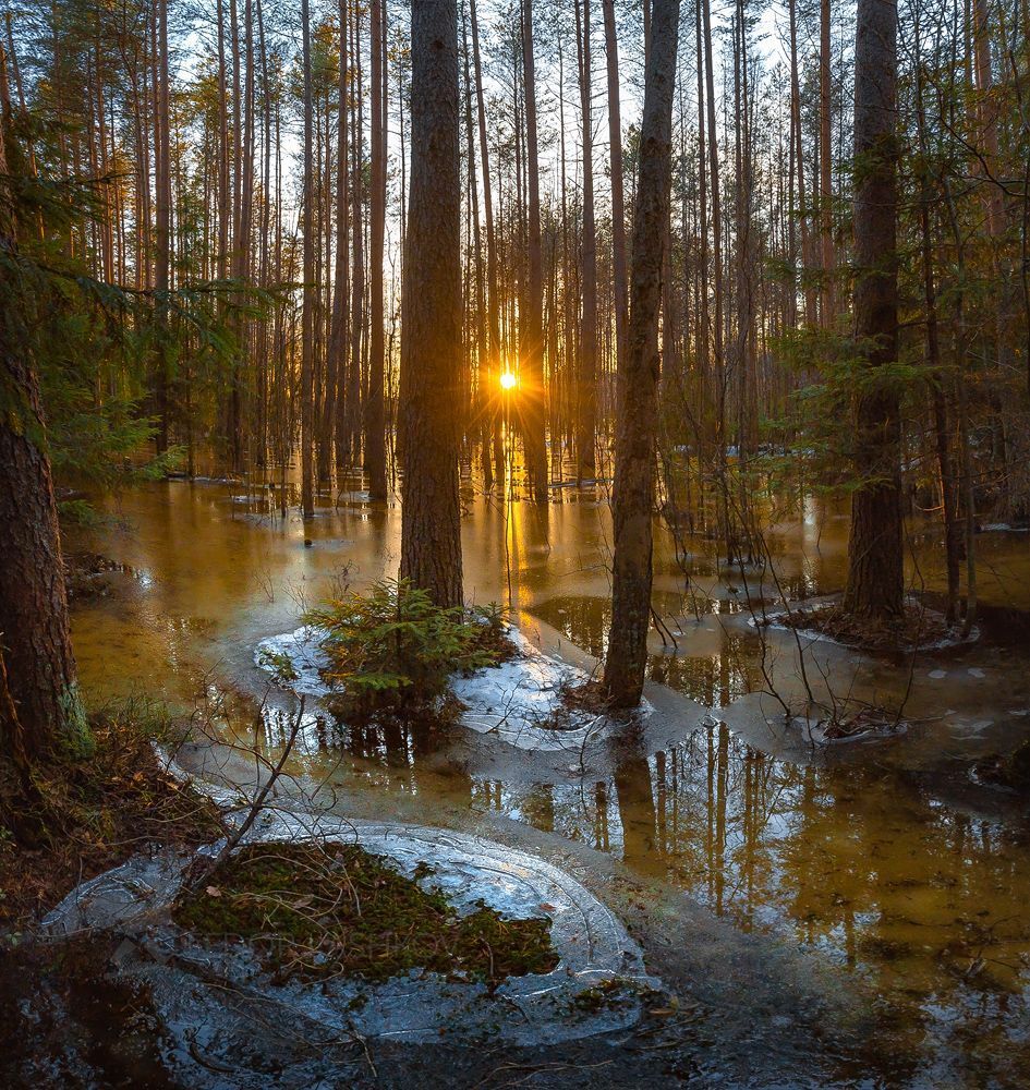 Молодой лёд в затопленном лесу
