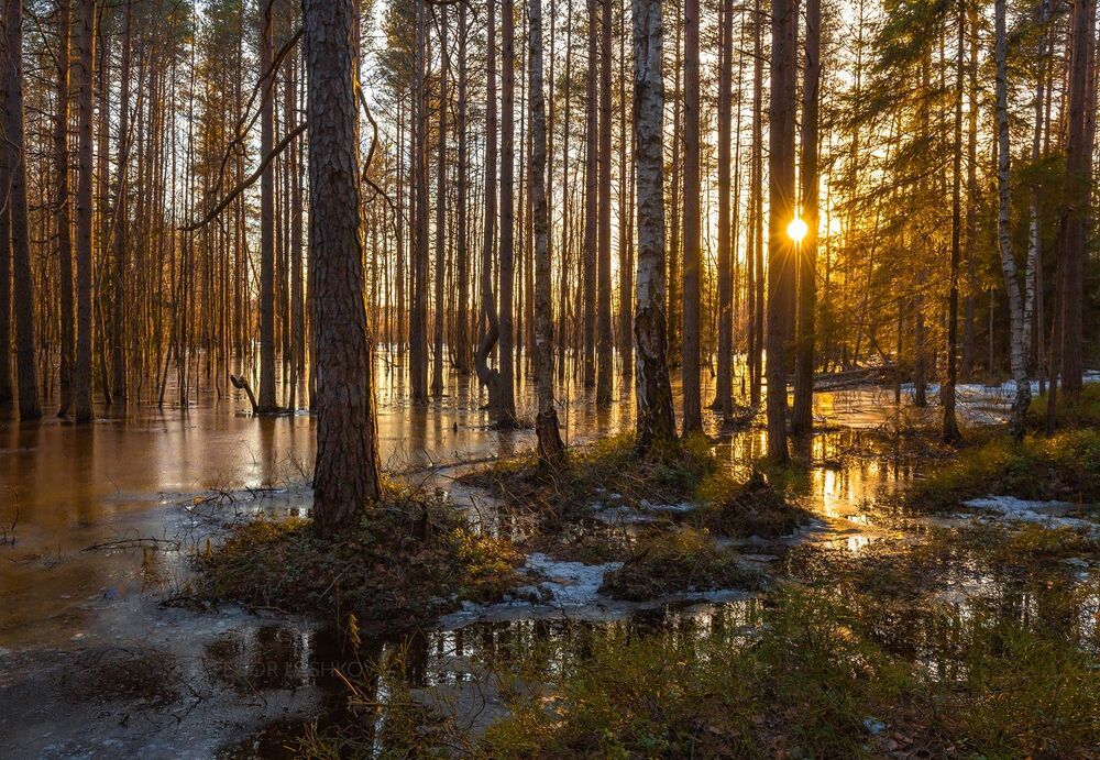 Молодой лёд в затопленном лесу
