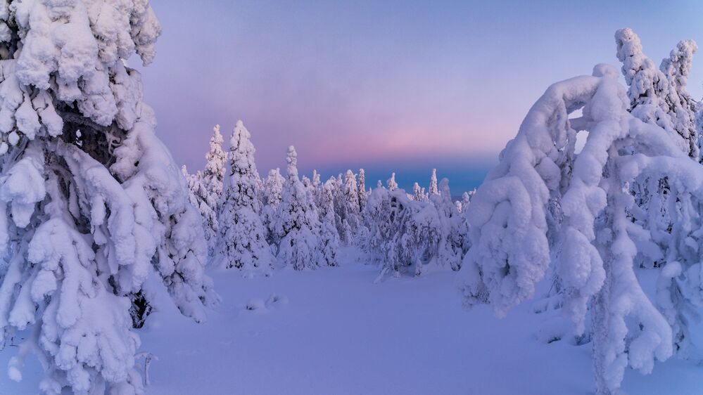 В лесу родилась елочка