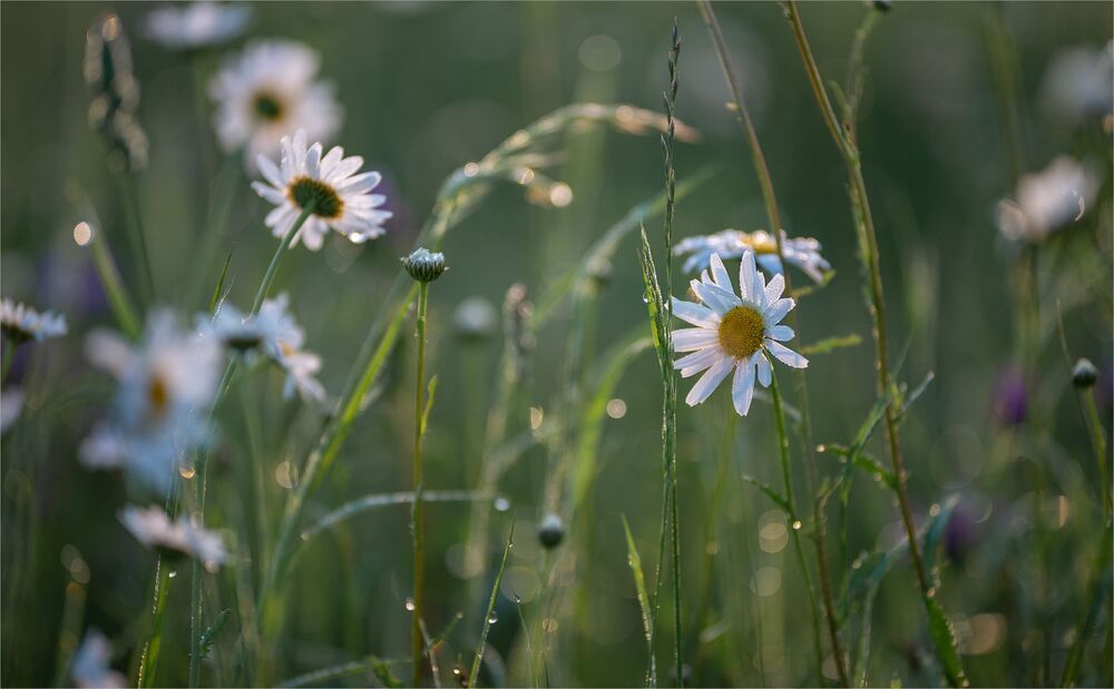 the morning of my favorite flowers