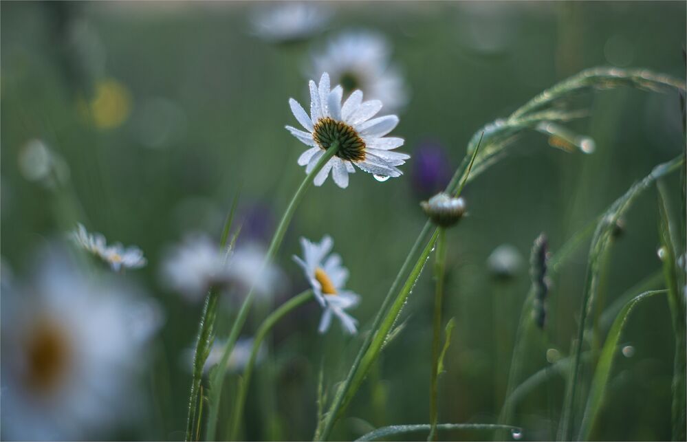 the morning of my favorite flowers