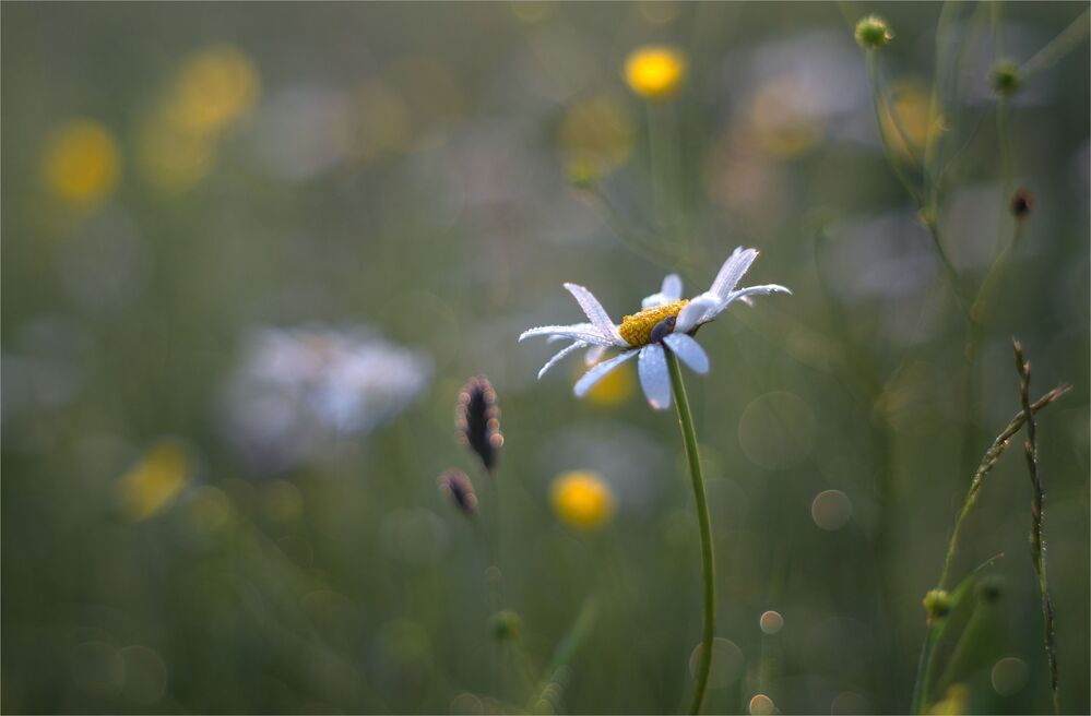 the morning of my favorite flowers