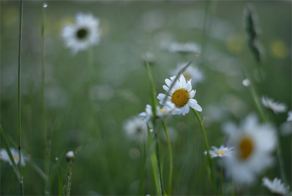 the morning of my favorite flowers