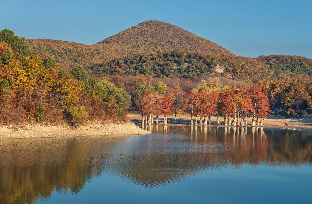 Болотные Кипарисы на озере Сукко