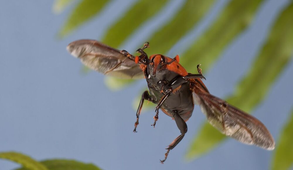 Долгоносики, или слоники (лат. Curculionidae) — крупнейшее семейство жуков, насчитывающее более 70 тысяч видов, из которых большинство населяет тропические области Земли. Их характеризует головотрубка (вытянутая передняя часть головы), по которой они получили название. Долгоносики в подавляющем большинстве фитофаги, реже фитосапрофаги. Связи их с растениями очень разнообразны. Трудно найти вид растения, с которым не были бы связаны виды долгоносиков. Большинство долгоносиков развивается за счет тканей растения внутри них. Реже личинки питаются снаружи частями листа или цветка (Hyperini, Cionini). Многие развиваются в почве, питаясь корнями растений, реже — опадом. Немногие питаются гниющей древесиной (Cossoninae). Значительное большинство видов связано с травянистой растительностью, большинство с двудольными. Связи с однодольными немного меньше, со споровыми еще меньше.