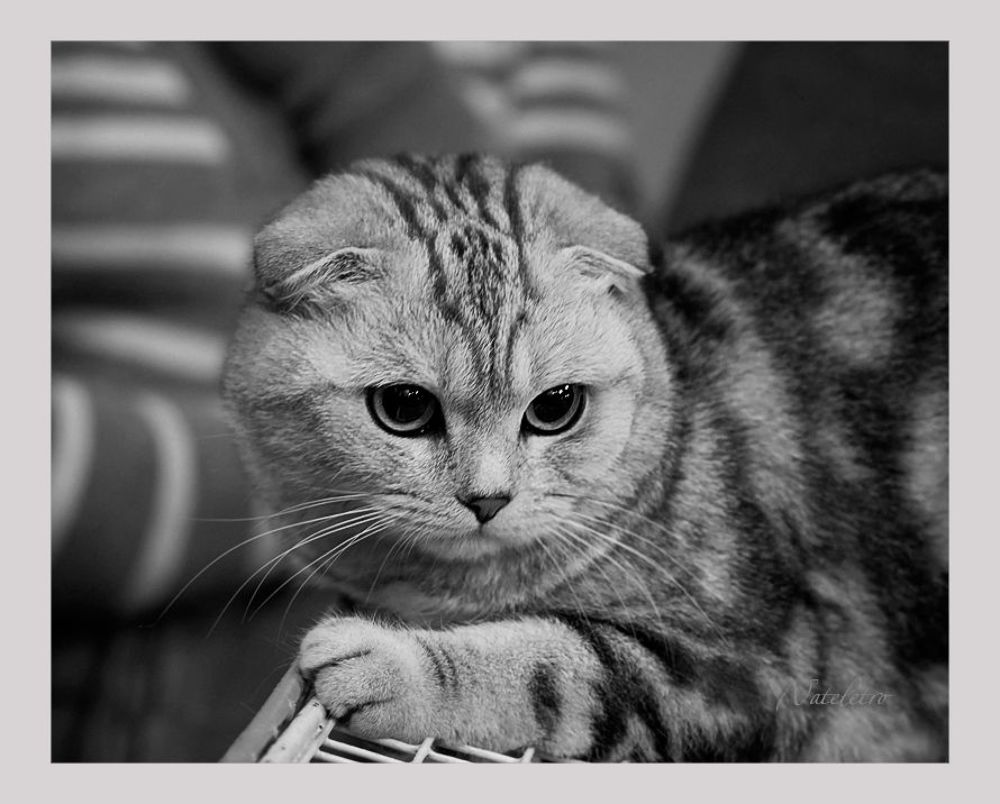 О кошках... и их любимцах...