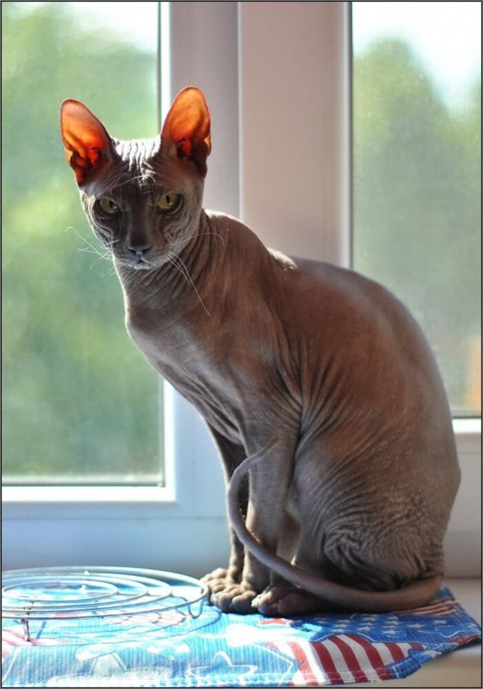 Любимый кот Каспер