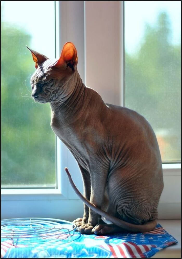 Любимый кот Каспер