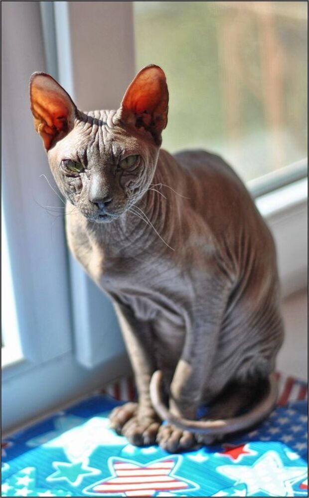 Любимый кот Каспер