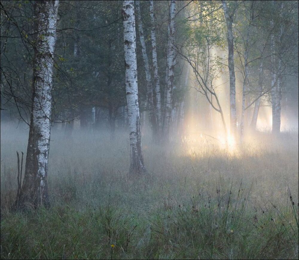 Утро среди берез.