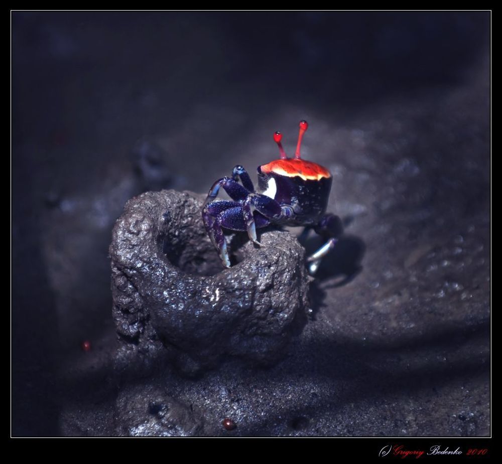 Мангровый краб семейства Сезармидов (лат.Sesarmidae). Копает глубокие норы и может очень быстро бегать. Пищевой рацион на 90% состоит из листьев мангров, также присутствуют в нем мелкие ракообразные и насекомые.