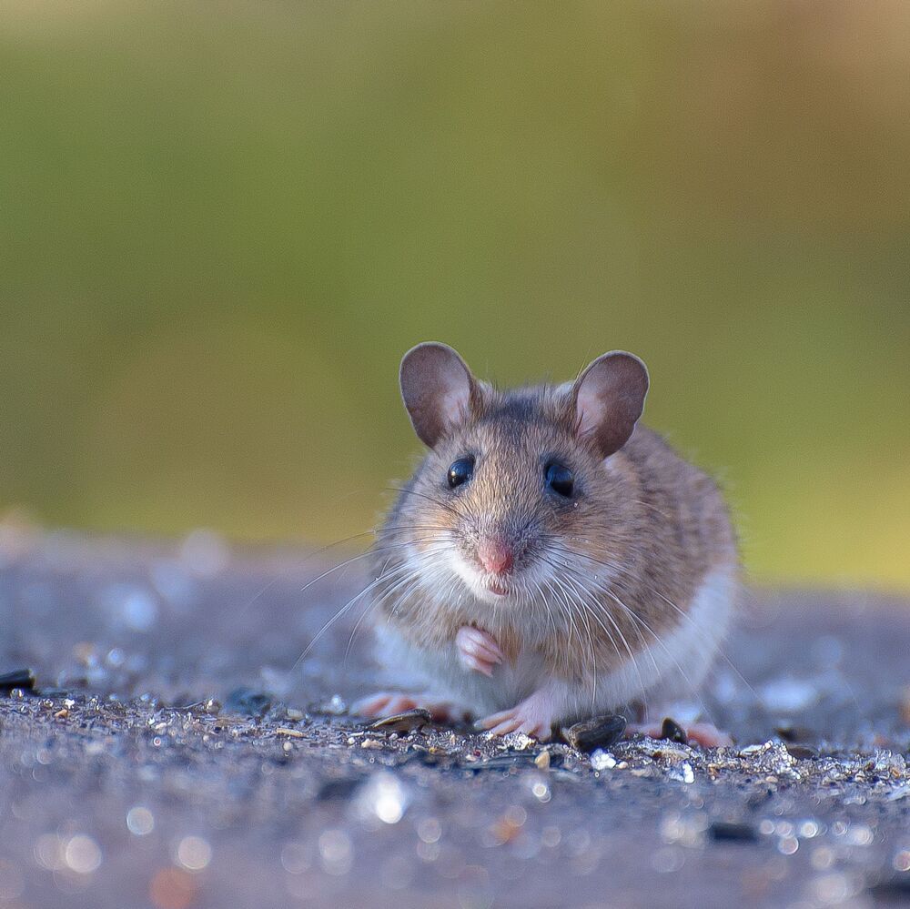С наступающим