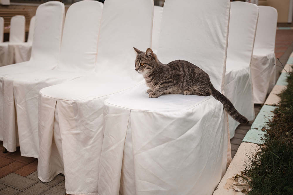 Коты на свадьбе - это к семейному счастью....